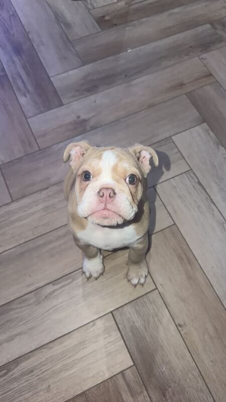 Bulldog Puppies For Sale