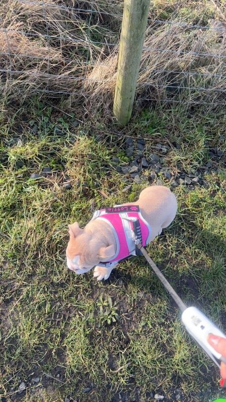 English Bulldog puppies for sale in East Boldon, Tyne And Wear – 3 months old - Image 5 of 5