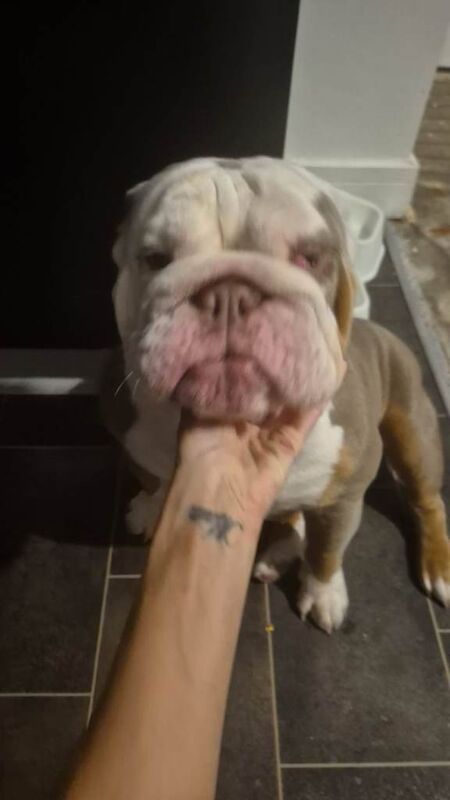 English Bulldog Puppies For Sale Under £1,000