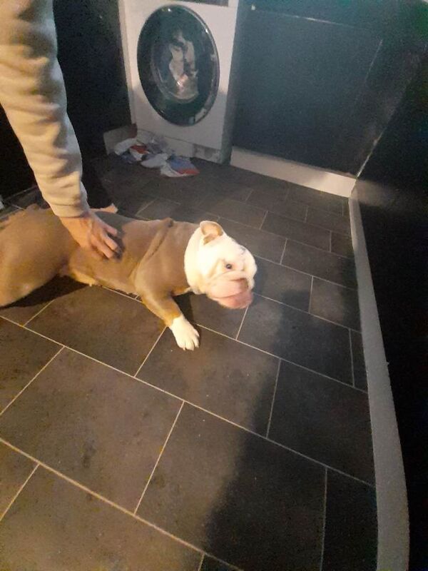 British bulldog - Image 2 of 4