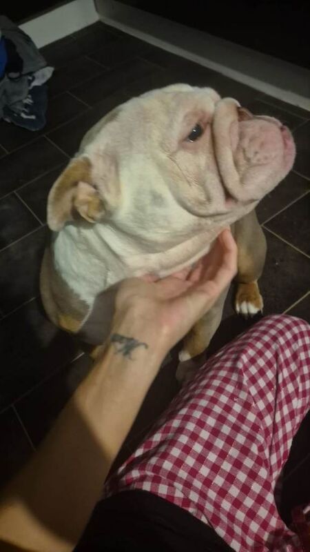 British bulldog - Image 4 of 4