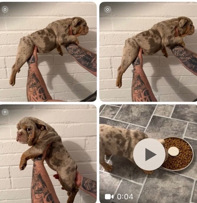 Bulldog Puppies For Sale