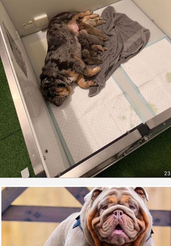 British bulldog - Image 2 of 2