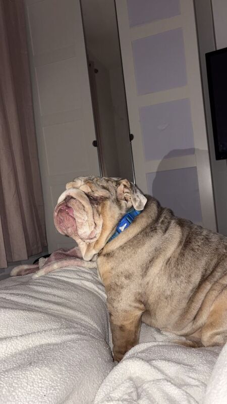 English Bulldog Puppies For Sale Under £1,000