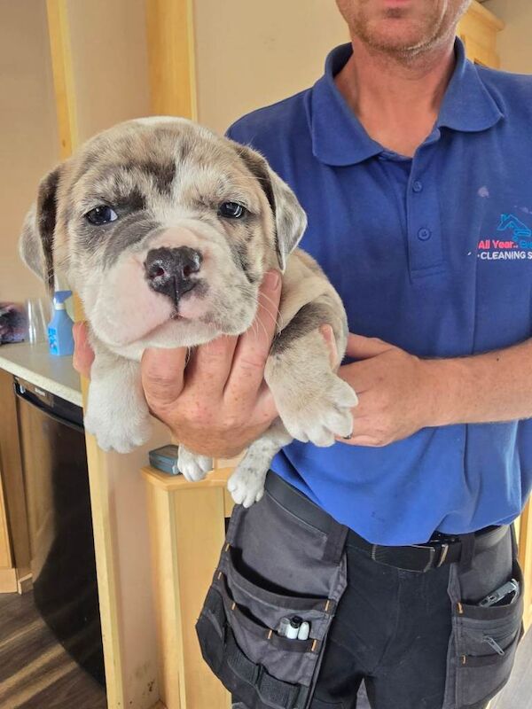English Bulldog Puppies For Sale Under £1,000