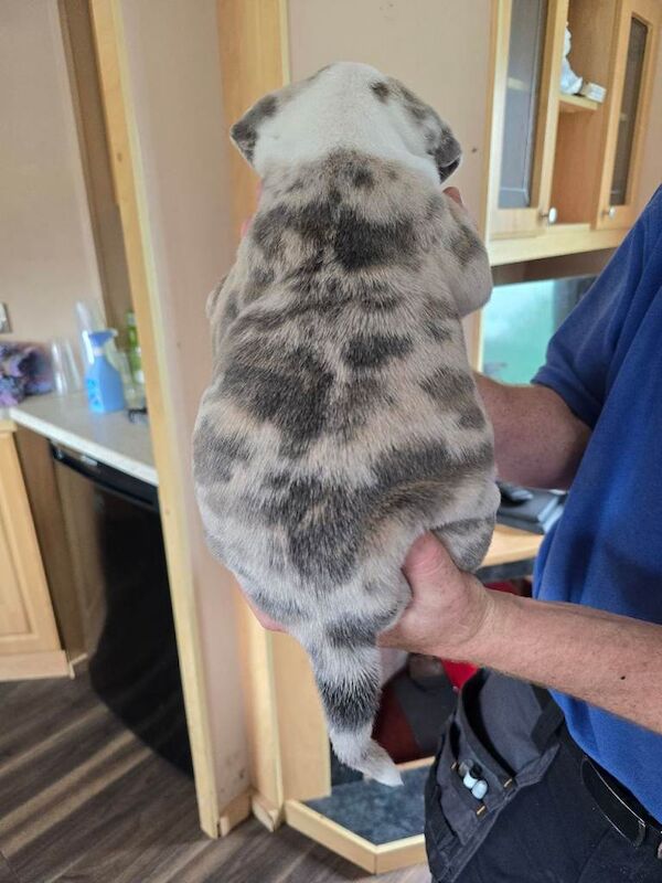 British bulldog cross staff pups - Image 2 of 4