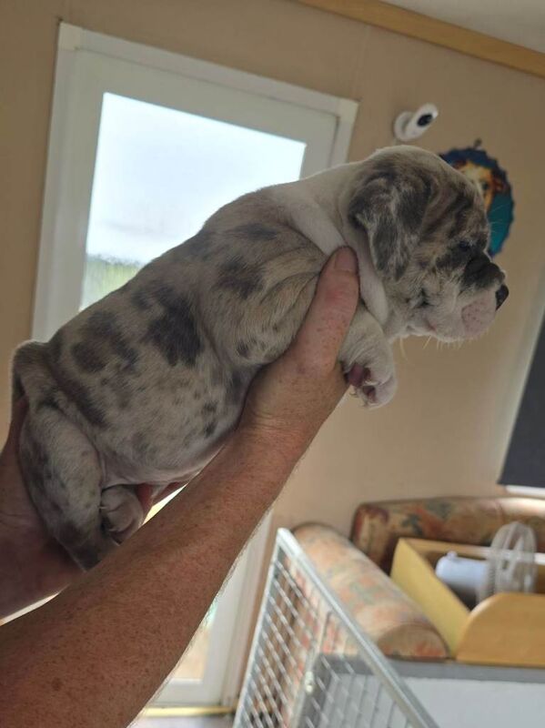British bulldog cross staff pups - Image 3 of 4