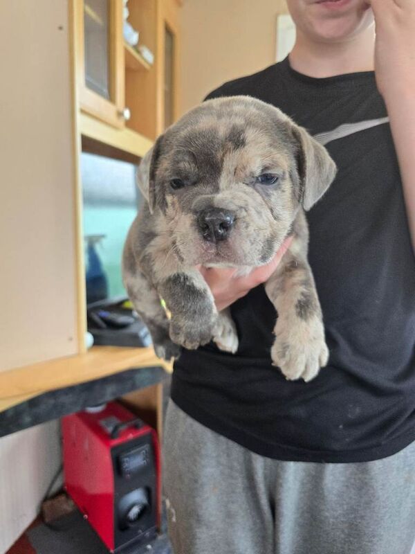 British bulldog cross staff pups - Image 4 of 4