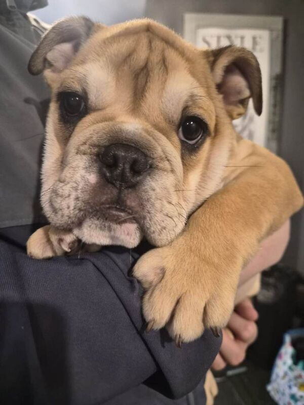 English Bulldog Puppies For Sale Under £1,000