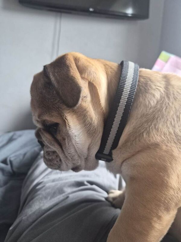 British bulldog female - Image 2 of 6