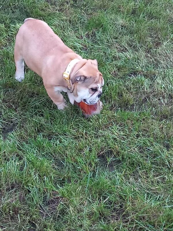 British bulldog female - Image 3 of 6