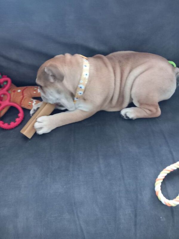 British bulldog female - Image 4 of 6