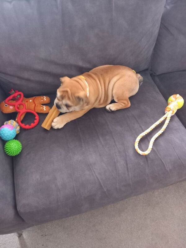 British bulldog female - Image 5 of 6