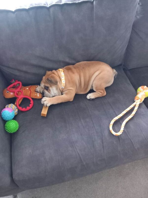 British bulldog female - Image 6 of 6