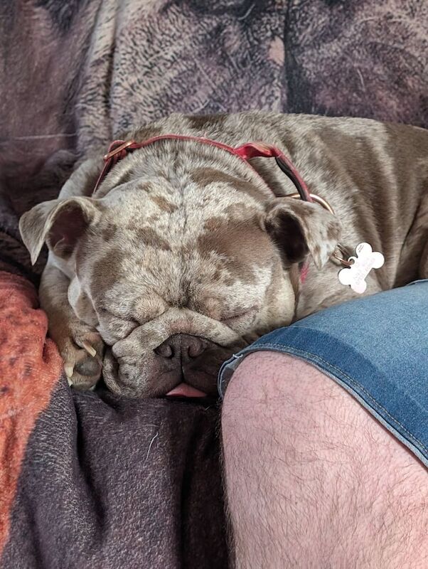 English Bulldog puppies for sale in Northampton, Northamptonshire – 2 years old