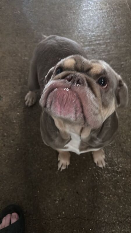 English Bulldog puppies for sale in Heathrow, London – 4 years old - Image 2 of 4
