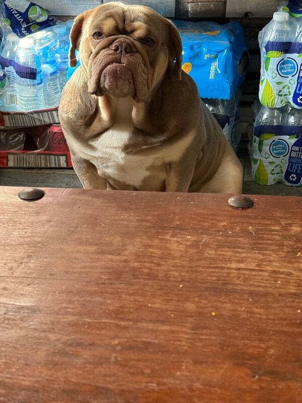 English Bulldog puppies for sale in Heathrow, London – 4 years old - Image 3 of 4