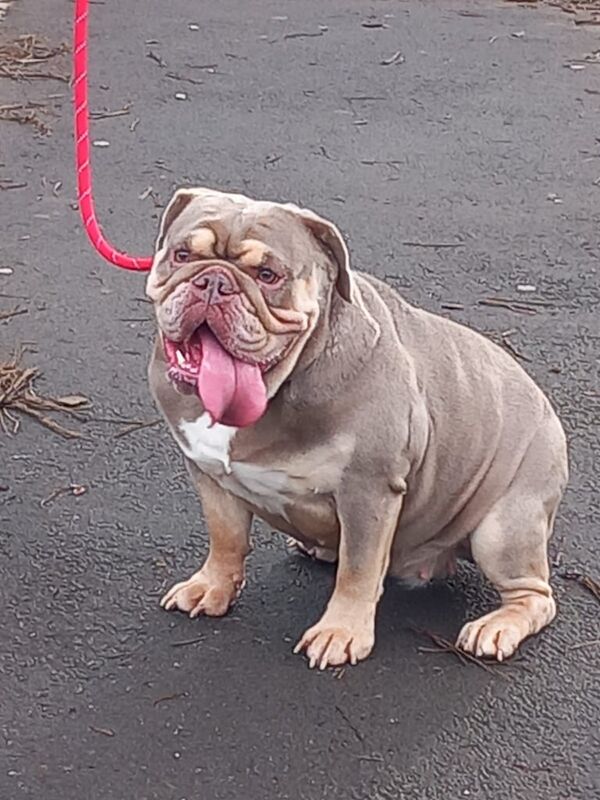 English Bulldog puppies for sale in Heathrow, London – 4 years old - Image 4 of 4