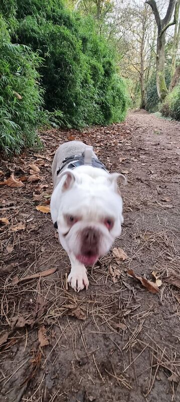 English Bulldog puppies for sale in Port Talbot, West Glamorgan – KC registered, 2 years old
