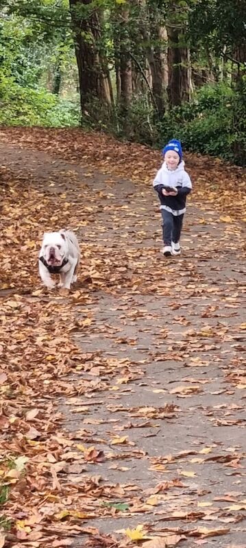 English Bulldog puppies for sale in Port Talbot, West Glamorgan – KC registered, 2 years old - Image 2 of 3