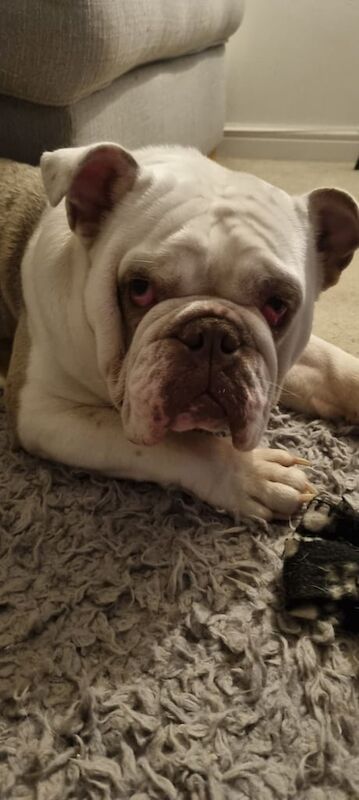 English Bulldog puppies for sale in Port Talbot, West Glamorgan – KC registered, 2 years old - Image 3 of 3