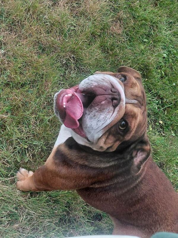 British bulldog girls