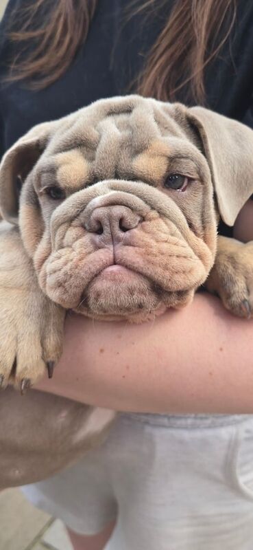 English Bulldog puppies for sale in Bursledon, Hampshire – KC registered, 3 months old
