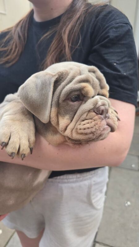 English Bulldog puppies for sale in Bursledon, Hampshire – KC registered, 3 months old - Image 2 of 3