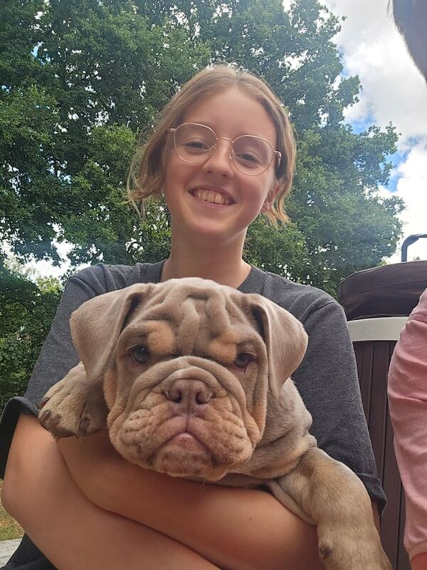 English Bulldog puppies for sale in Bursledon, Hampshire – KC registered, 3 months old - Image 3 of 3