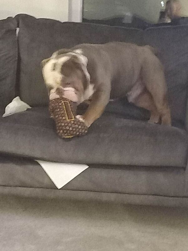 English Bulldog Puppies For Sale Under £1,000