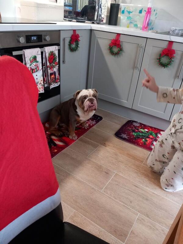 English Bulldog puppies for sale in Donaghadee, County Down – 3 years old - Image 2 of 2