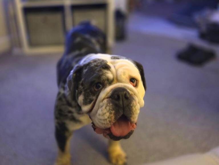 English Bulldog puppies for sale in Biggar, Lanarkshire – 2 years old
