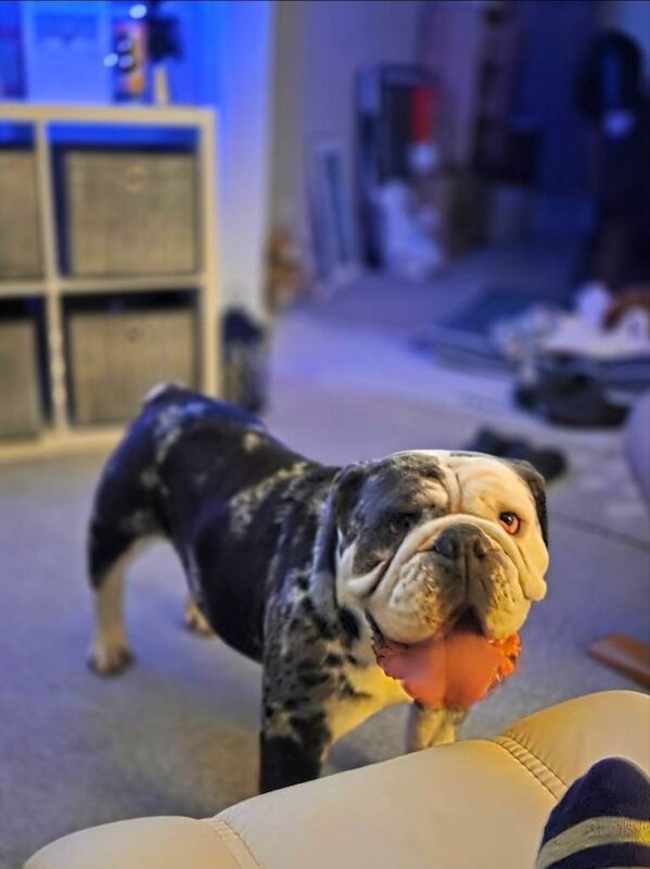 English Bulldog puppies for sale in Biggar, Lanarkshire – 2 years old - Image 3 of 6