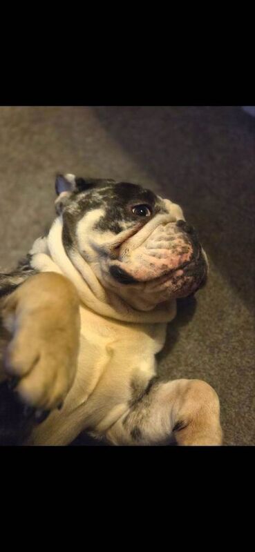 English Bulldog puppies for sale in Biggar, Lanarkshire – 2 years old - Image 4 of 6