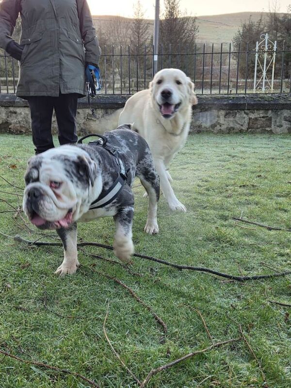 English Bulldog puppies for sale in Biggar, Lanarkshire – 2 years old - Image 6 of 6
