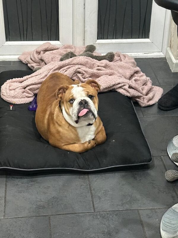 English Bulldog puppies for sale in Port Talbot, West Glamorgan – 2 years old