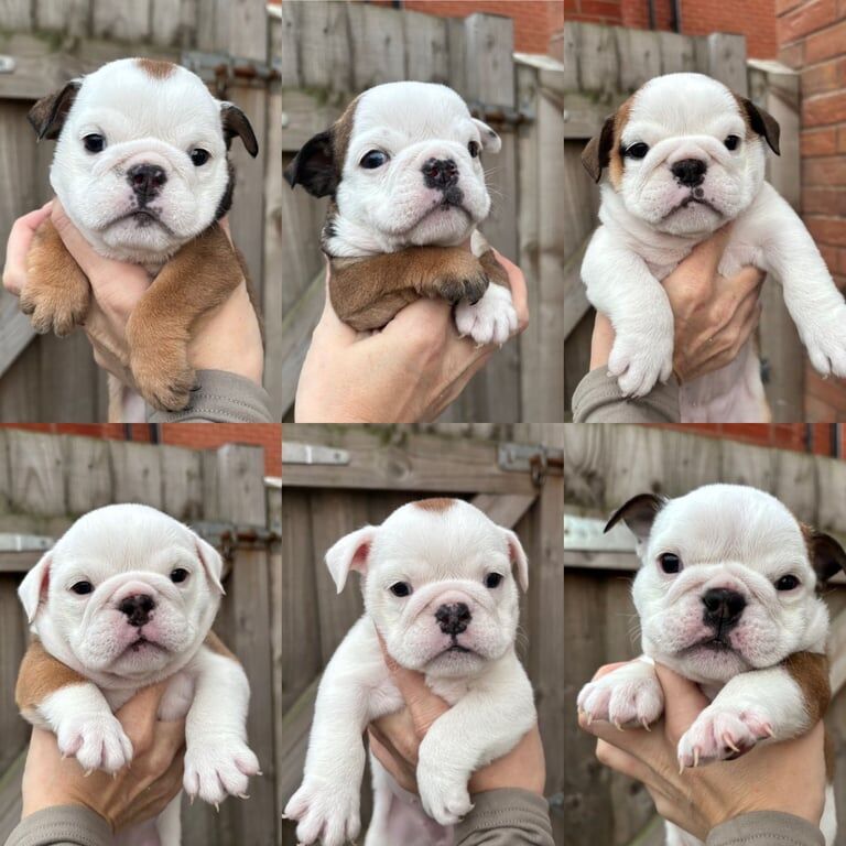 English Bulldog puppies for sale in Leicester, Leicestershire – KC registered, 6 weeks old