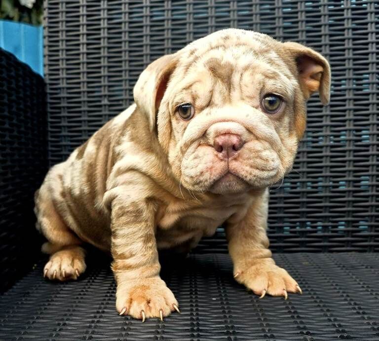 British bulldog puppies