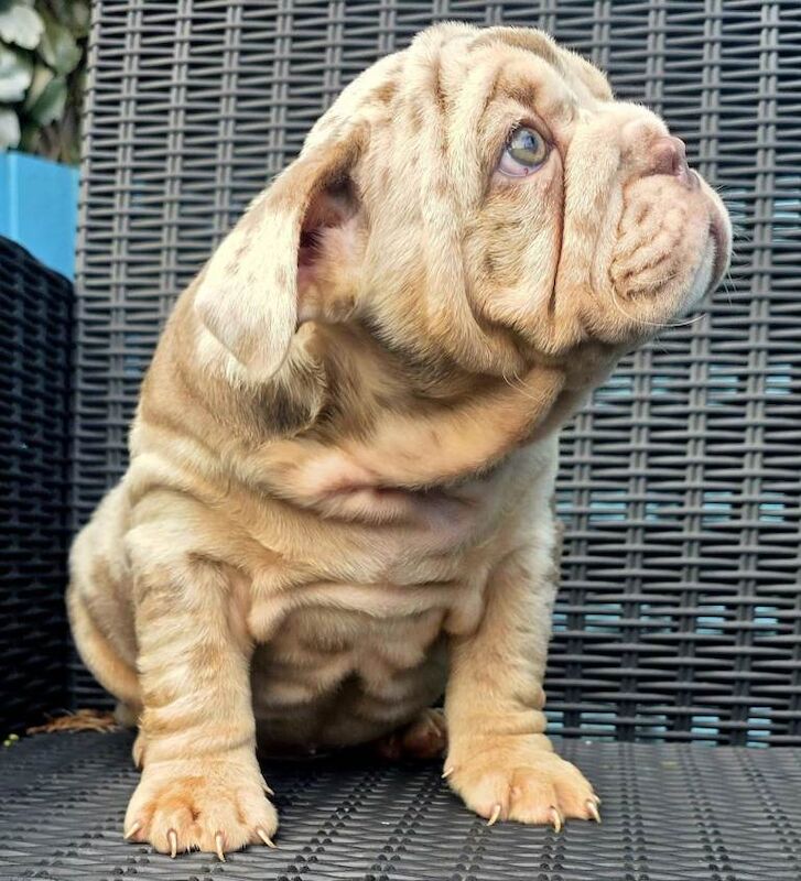 British bulldog puppies - Image 2 of 4