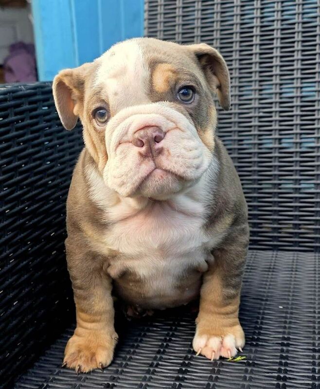British bulldog puppies - Image 3 of 4