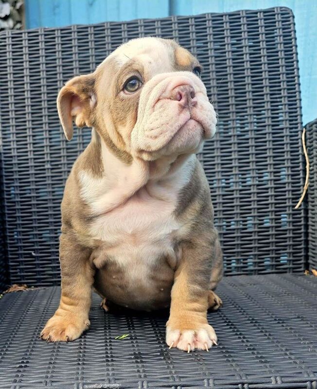 British bulldog puppies - Image 4 of 4
