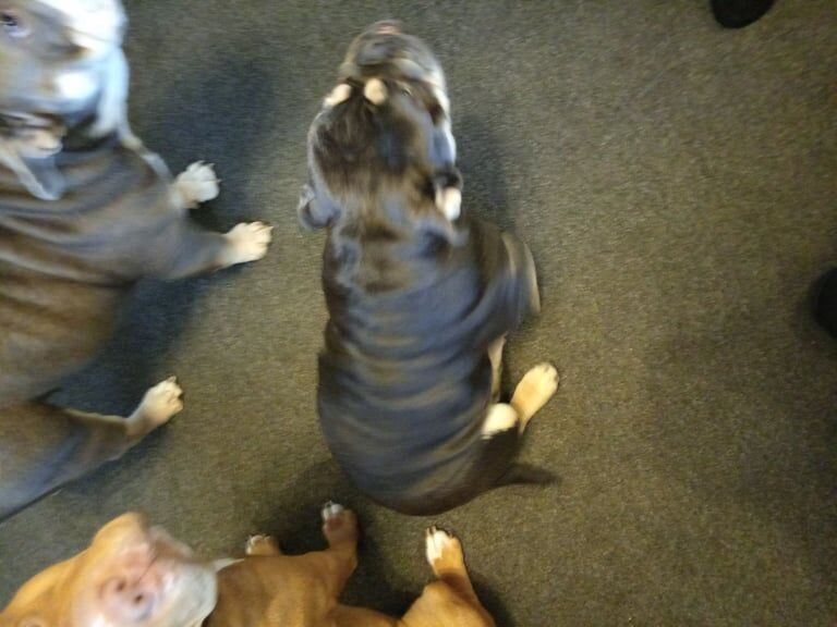 English Bulldog puppies for sale in Kings Worthy, Hampshire – 7 months old - Image 2 of 6