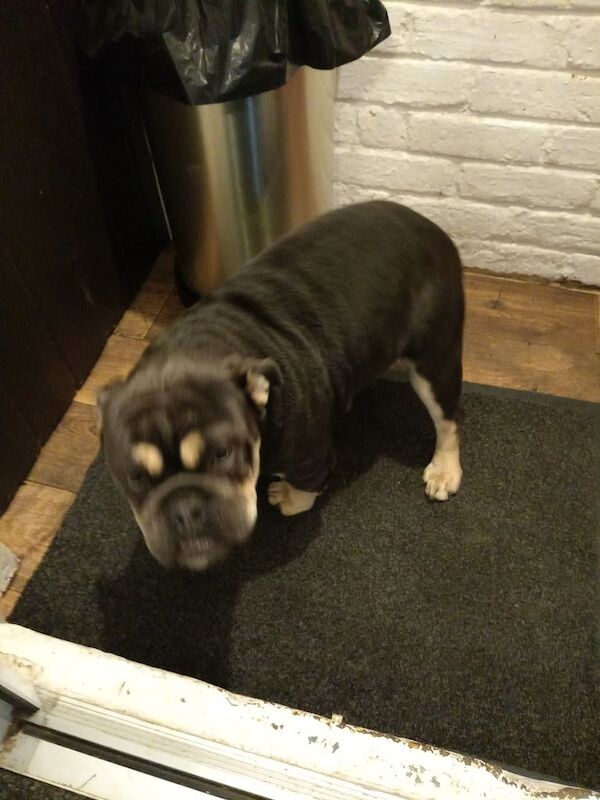 English Bulldog puppies for sale in Kings Worthy, Hampshire – 7 months old - Image 3 of 6