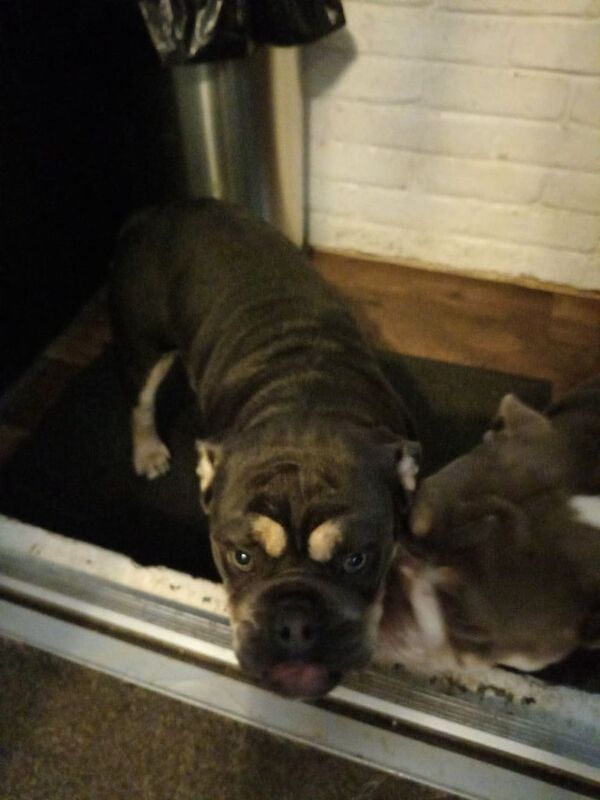 English Bulldog puppies for sale in Kings Worthy, Hampshire – 7 months old - Image 4 of 6