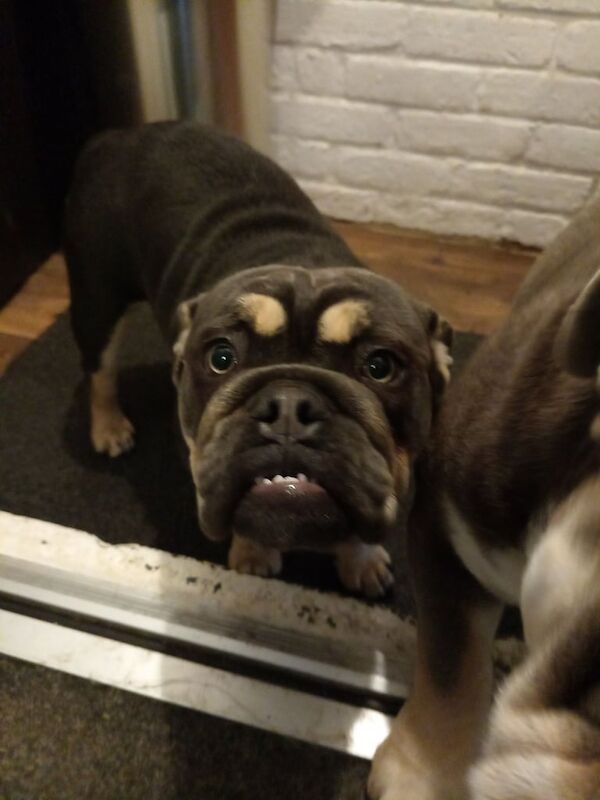 English Bulldog puppies for sale in Kings Worthy, Hampshire – 7 months old - Image 5 of 6