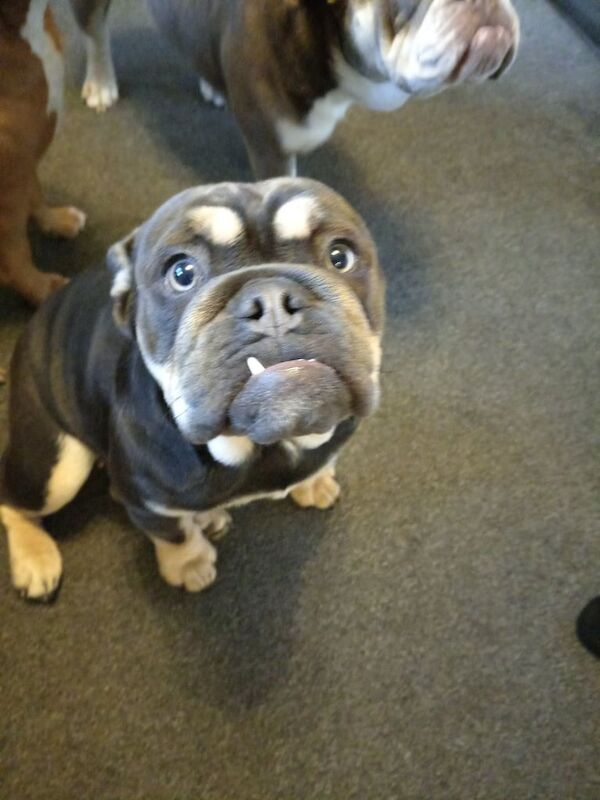 English Bulldog puppies for sale in Kings Worthy, Hampshire – 7 months old - Image 6 of 6