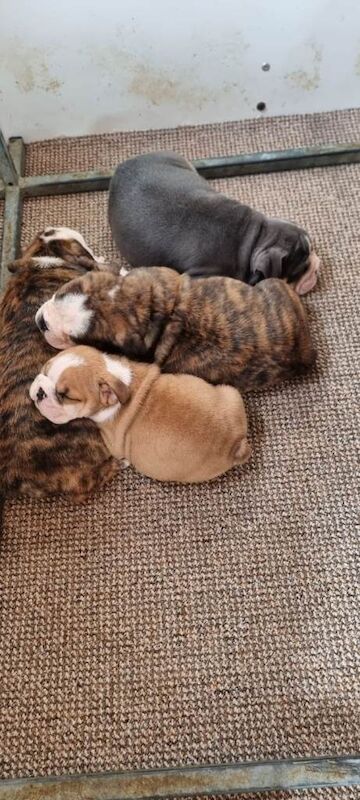British Bulldog puppys