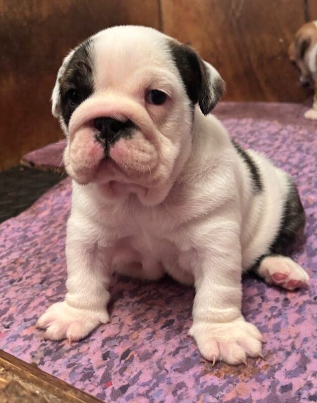 Kennel Club Registered English Bulldog Puppies For Sale