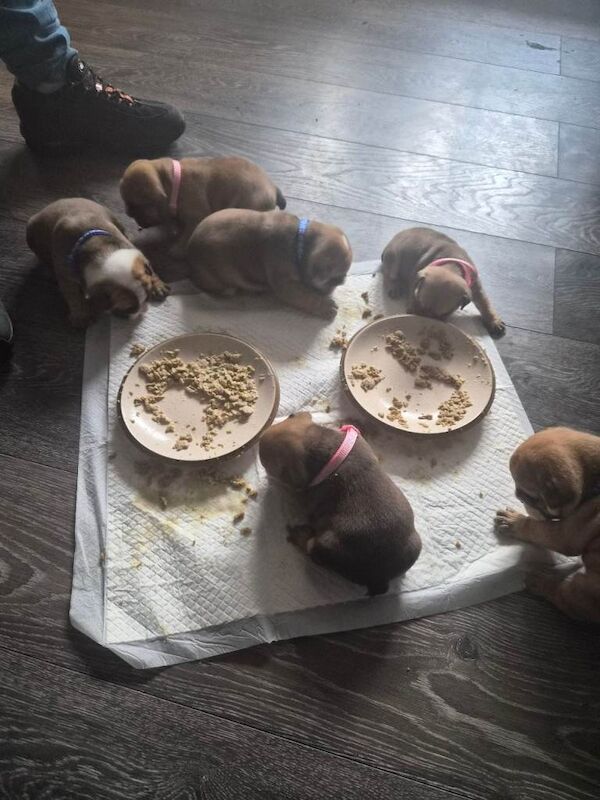 English Bulldog puppies for sale in County Antrim – 2 weeks old