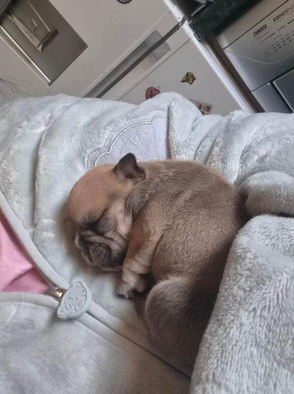 English Bulldog puppies for sale in County Antrim – 2 weeks old - Image 3 of 3